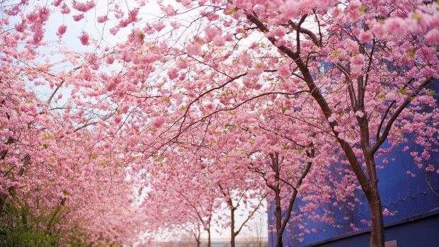 The Last Blossom of Spring